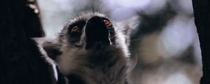 Preview wallpaper lemur, glance, animal, beast, wildlife