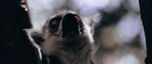 Preview wallpaper lemur, glance, animal, beast, wildlife