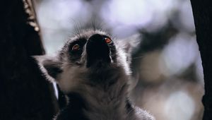 Preview wallpaper lemur, glance, animal, beast, wildlife
