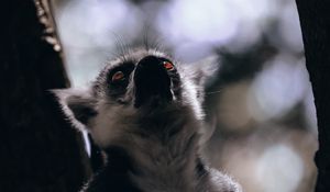 Preview wallpaper lemur, glance, animal, beast, wildlife