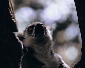 Preview wallpaper lemur, glance, animal, beast, wildlife