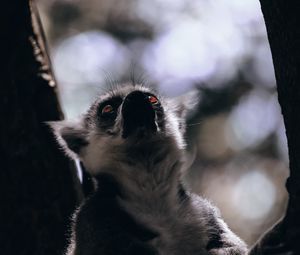 Preview wallpaper lemur, glance, animal, beast, wildlife