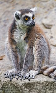 Preview wallpaper lemur, glance, animal, fluffy