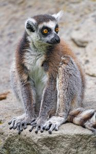 Preview wallpaper lemur, glance, animal, fluffy
