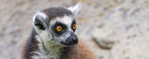 Preview wallpaper lemur, glance, animal, fluffy