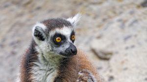 Preview wallpaper lemur, glance, animal, fluffy