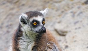 Preview wallpaper lemur, glance, animal, fluffy