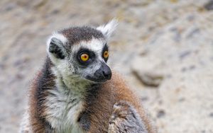 Preview wallpaper lemur, glance, animal, fluffy