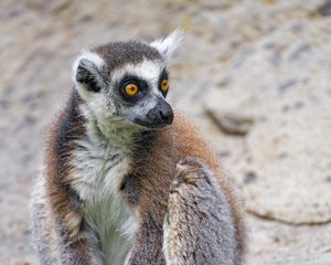 Preview wallpaper lemur, glance, animal, fluffy