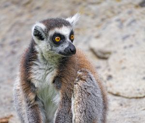 Preview wallpaper lemur, glance, animal, fluffy