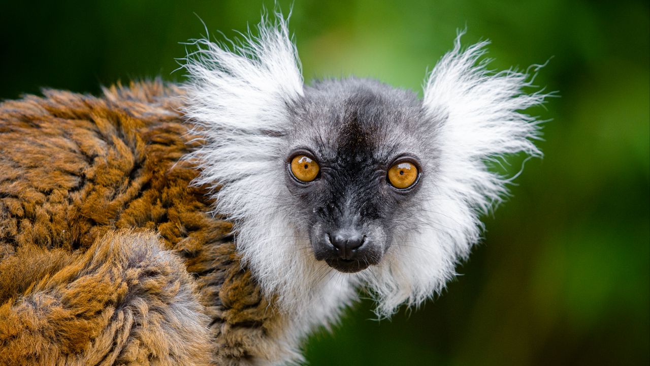 Wallpaper lemur, glance, funny, animal, wildlife