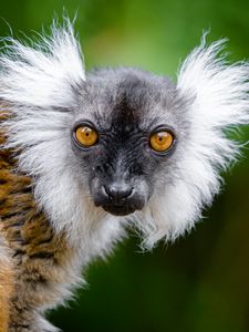 Preview wallpaper lemur, glance, funny, animal, wildlife