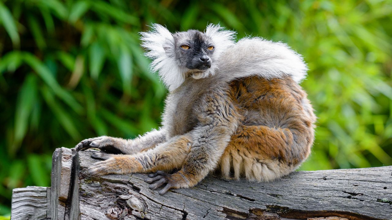 Wallpaper lemur, glance, funny, animal, wildlife