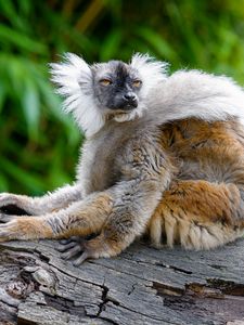 Preview wallpaper lemur, glance, funny, animal, wildlife