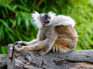 Preview wallpaper lemur, glance, funny, animal, wildlife