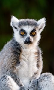 Preview wallpaper lemur, glance, funny, animal, wildlife