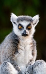 Preview wallpaper lemur, glance, funny, animal, wildlife