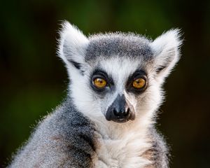 Preview wallpaper lemur, glance, funny, animal, wildlife