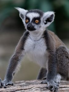 Preview wallpaper lemur, glance, funny, animal