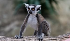 Preview wallpaper lemur, glance, funny, animal