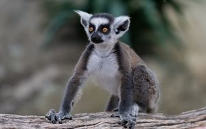 Preview wallpaper lemur, glance, funny, animal