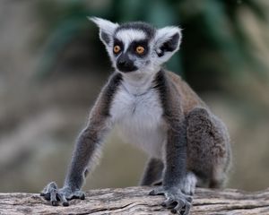 Preview wallpaper lemur, glance, funny, animal