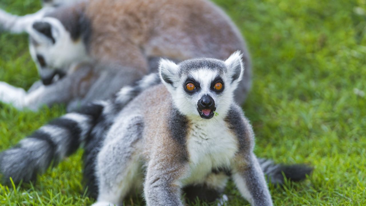 Wallpaper lemur, grass, screaming, surprise