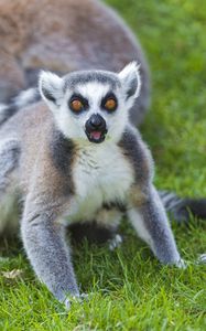 Preview wallpaper lemur, grass, screaming, surprise