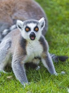 Preview wallpaper lemur, grass, screaming, surprise