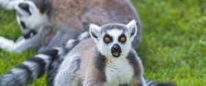 Preview wallpaper lemur, grass, screaming, surprise