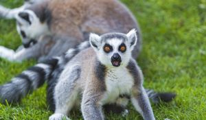 Preview wallpaper lemur, grass, screaming, surprise