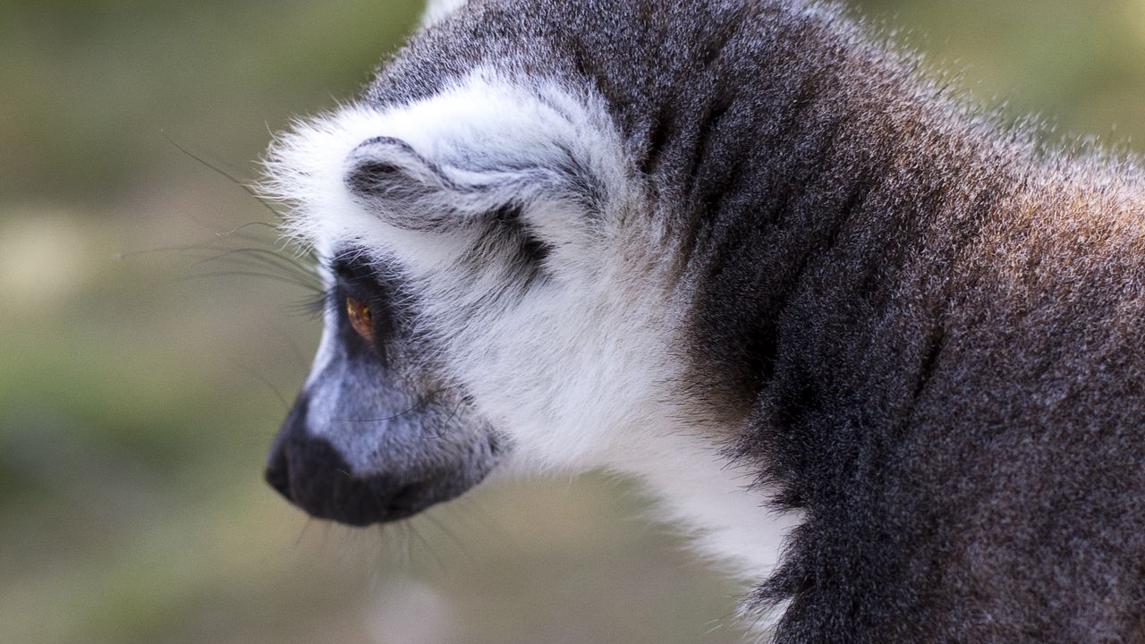Wallpaper lemur, gray, animal, wildlife