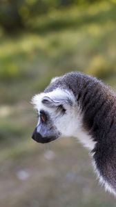 Preview wallpaper lemur, gray, animal, wildlife