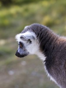 Preview wallpaper lemur, gray, animal, wildlife