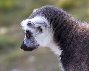 Preview wallpaper lemur, gray, animal, wildlife