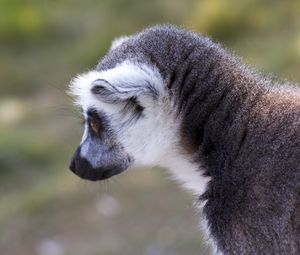 Preview wallpaper lemur, gray, animal, wildlife