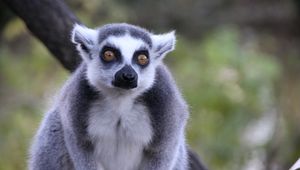 Preview wallpaper lemur, look, animal