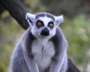 Preview wallpaper lemur, look, animal