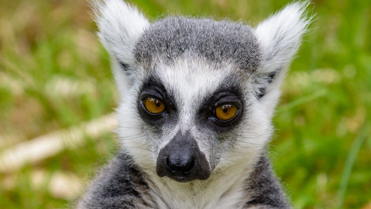 Wallpaper lemur, look, pensive