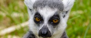 Preview wallpaper lemur, look, pensive