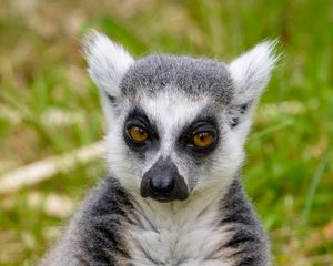 Preview wallpaper lemur, look, pensive