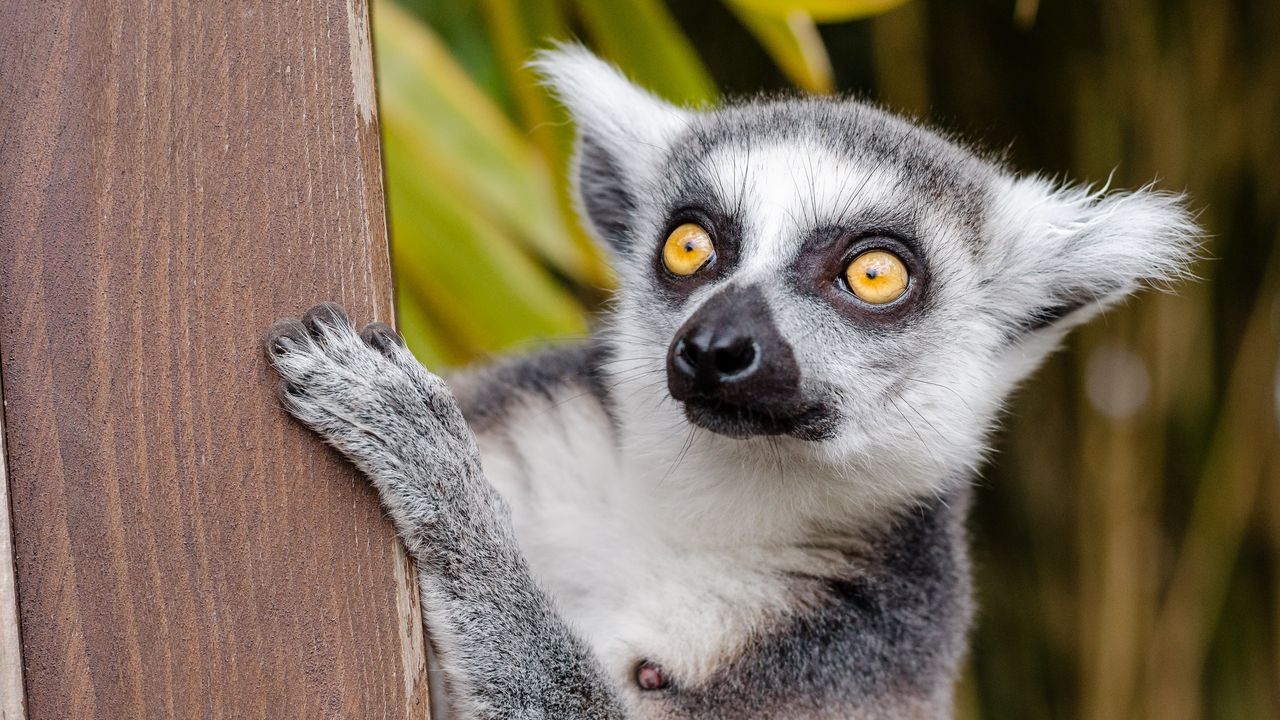 Wallpaper lemur, look, spotted
