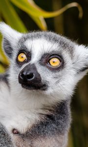Preview wallpaper lemur, look, spotted