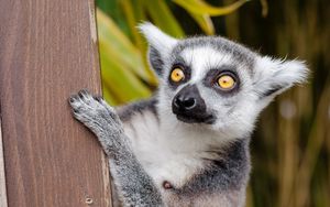 Preview wallpaper lemur, look, spotted