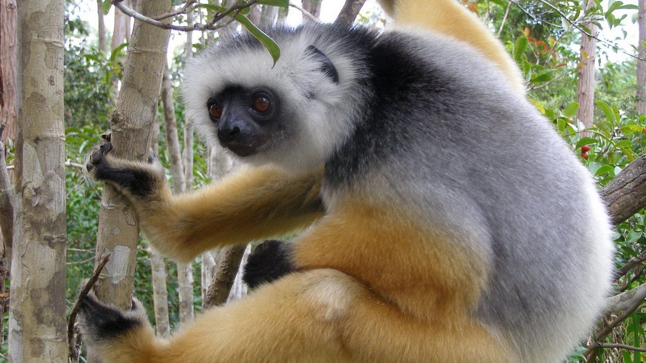 Wallpaper lemur, madagascar, branch, crawl