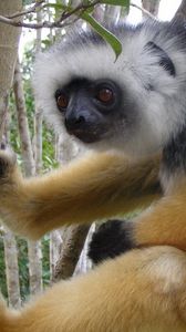 Preview wallpaper lemur, madagascar, branch, crawl