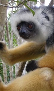 Preview wallpaper lemur, madagascar, branch, crawl