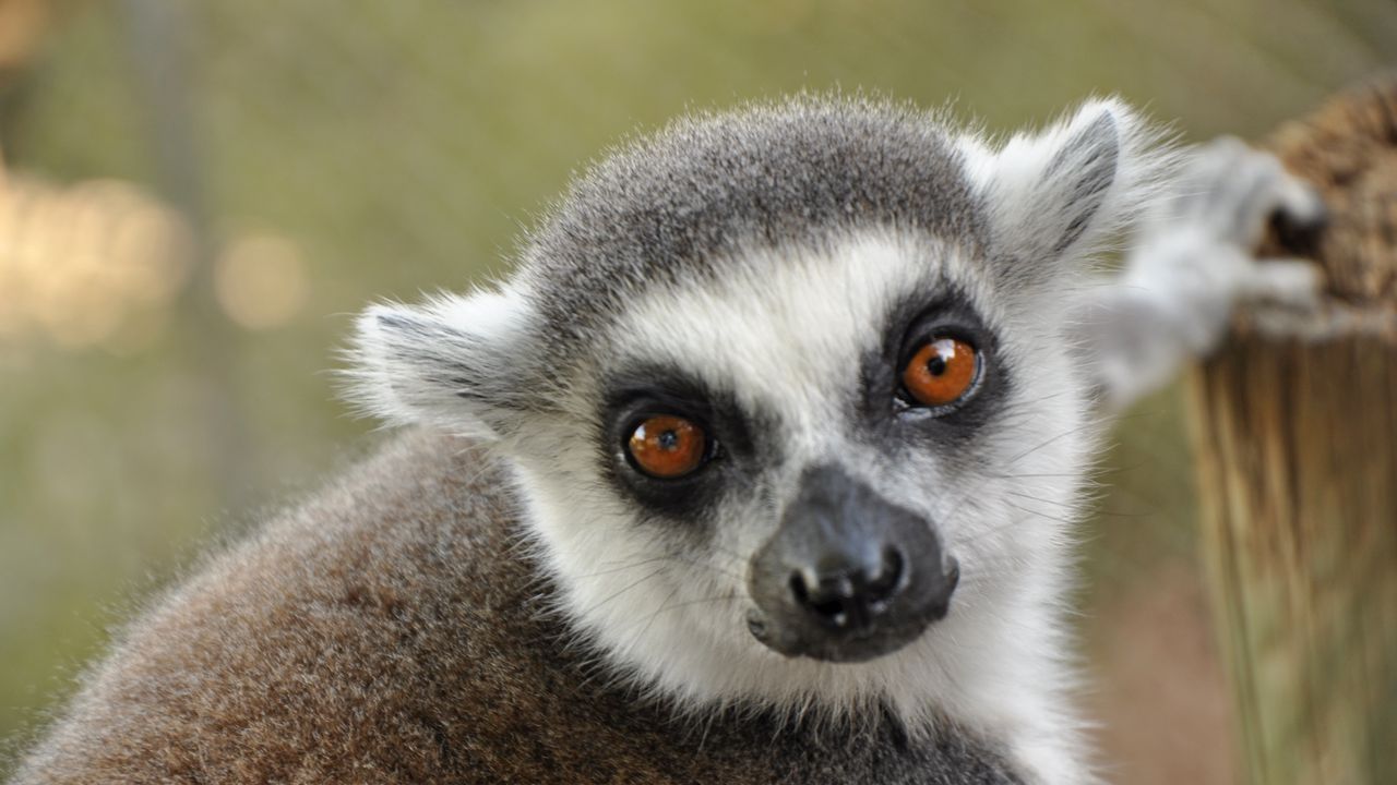 Wallpaper lemur, muzzle, eyes
