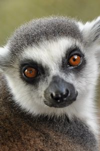 Preview wallpaper lemur, muzzle, eyes