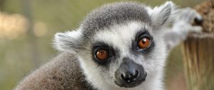 Preview wallpaper lemur, muzzle, eyes